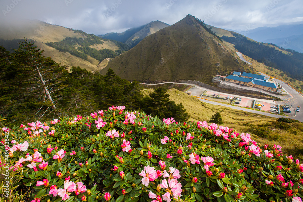 Fototapeta premium Asia - Beautiful landscape of highest mountains，Rhododendron, Yushan Rhododendron (Alpine Rose) Blooming by the Trails of at Taroko National Park, Hehuan Mountain, Taiwan
