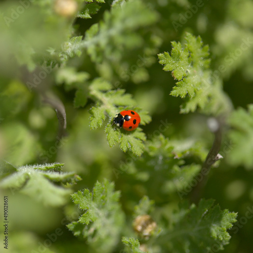 Fauna of Gran Canaria - red spotted Ladybug on Marguerite daisy foliage
