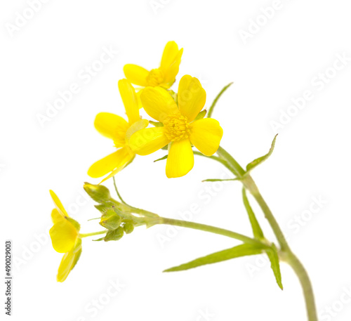 Flora of Gran Canaria - bright yellow flowers of Ranunculus cortusifolius, Canary buttercup photo