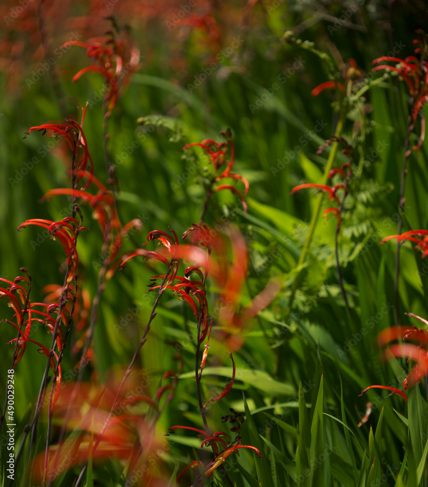 Flora of Gran Canaria - Chasmanthe aethiopica, Cobra Lily, introduced and invasive species, natural macro floral background
Flora of Gran Canaria - Chasmanthe aethiopica, Cobra Lily, introduced and invasive species, natural macro floral background