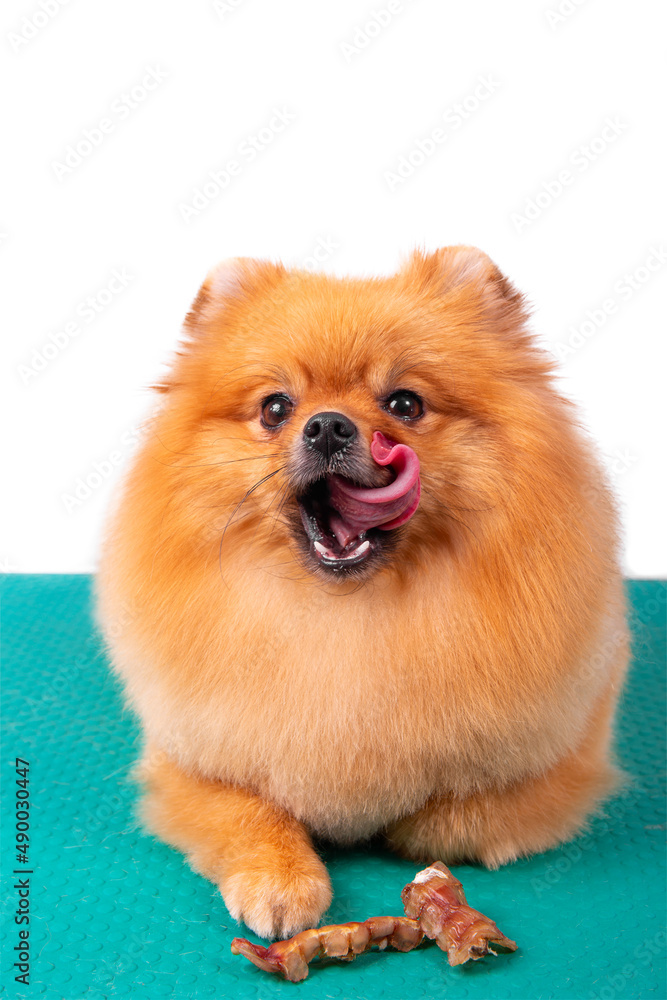 Obraz premium Adorable brown Pomeranian dog licks his lips.