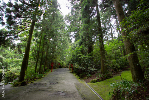 初夏の森の中の神社への参道