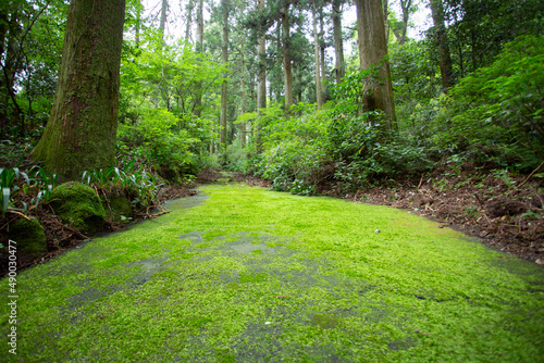 緑色の苔に覆われた山道