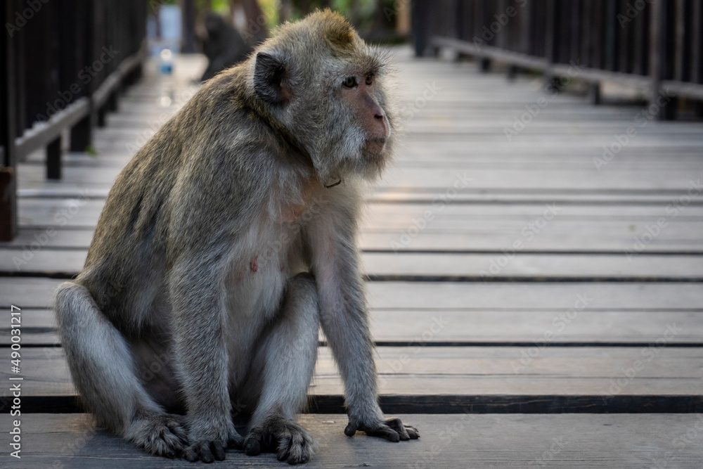 Cute monkeys A cute monkey lives in a natural park forest of Indonesia