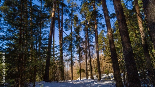 Pine forest © Александр Соловьев