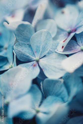 Blue flower petals