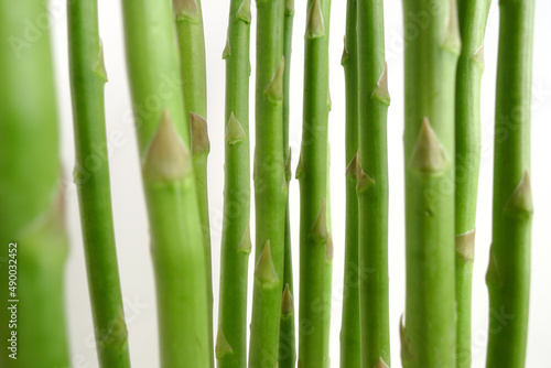 Fototapeta Naklejka Na Ścianę i Meble -  asparagus,　アスパラガス