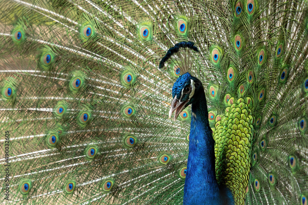 Fototapeta premium Blue peacock.Indian peacock.beautiful peacock.
