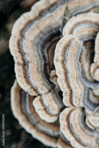 Fungus pattern