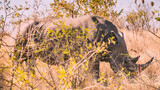 Ein riesiges Nashorn, ein Rhinozeross, steht im Seitenprofil zwischen grünen Sträuchern und Büschen in der gelben Graslandschaft der Savanne des Kruger Nationalparks in Südafrika