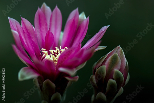 Beautiful blooming wild desert cactus flower