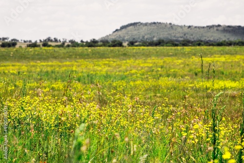Landscape photograph of open rural field with nobody no people in South Africa. Field of yellow flowers and green hil in background. © Rossouw
