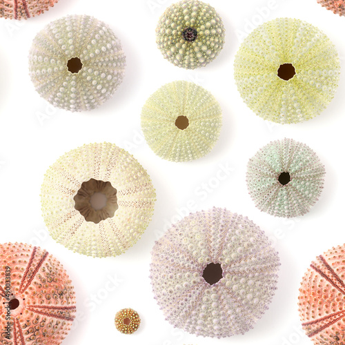 Fauna of Atlantic ocean around Gran Canaria - skeletons of Paracentrotus, sea urchin seamless repeatable