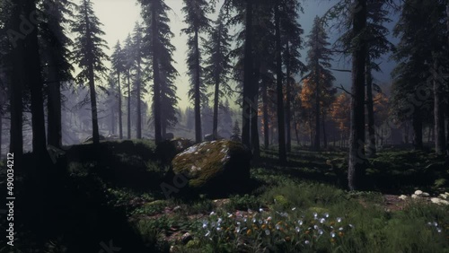 moon light over the spruce trees of magic mystery night forest