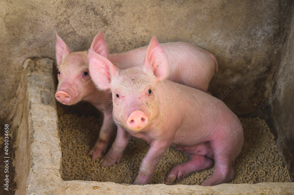 A small piglet in the farm. group of piglet waiting feed. swine in the stall. A small piglet in the farm. group of piglet waiting feed. swine in the stall.