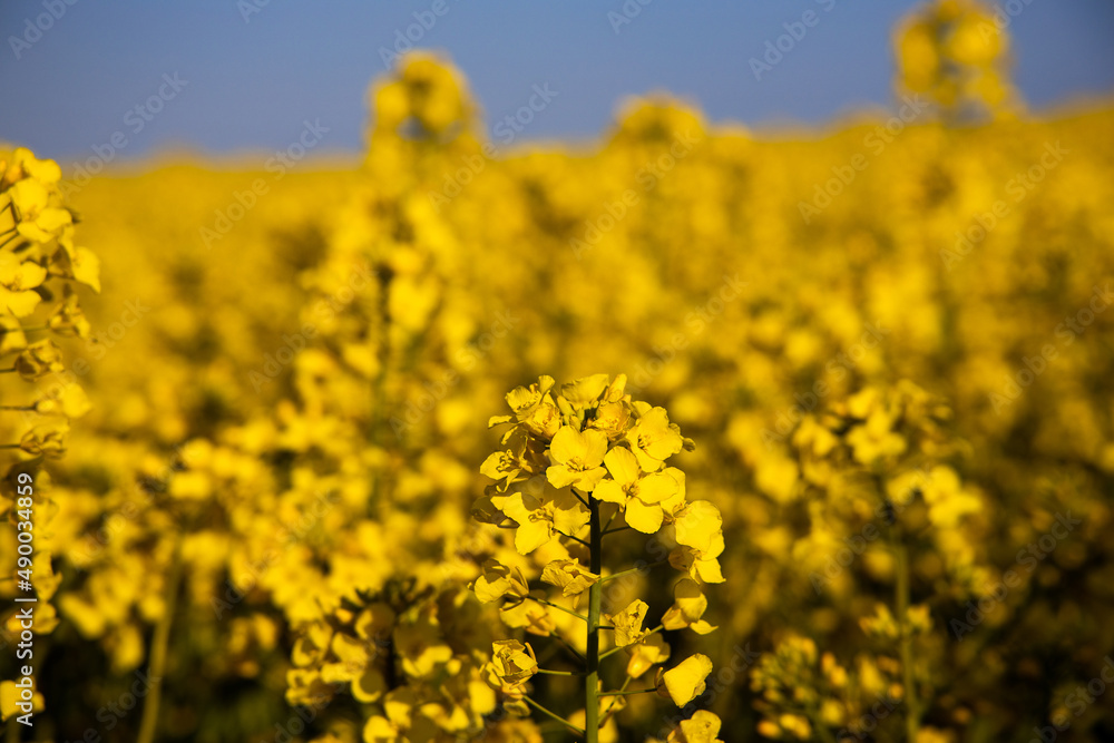  calm minimalistic yellow spring rape field against a blue cloudless idyllic peace sky colors of the ukrainian flag