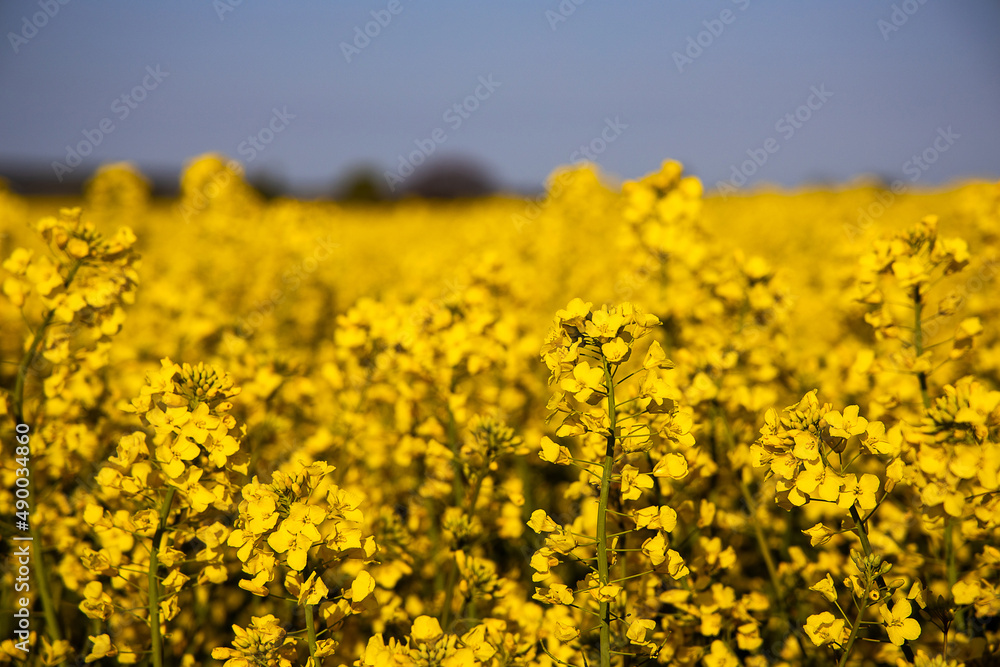 calm minimalistic yellow spring rape field against a blue cloudless idyllic peace sky colors of the ukrainian flag calm minimalistic yellow spring rape field against a blue cloudless idyllic peace sky colors of the ukrainian flag