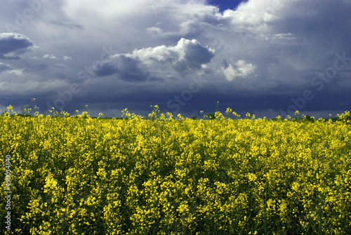 Fototapeta Naklejka Na Ścianę i Meble -   calm minimalistic yellow spring rape field against a blue cloudless idyllic peace sky colors of the ukrainian flag