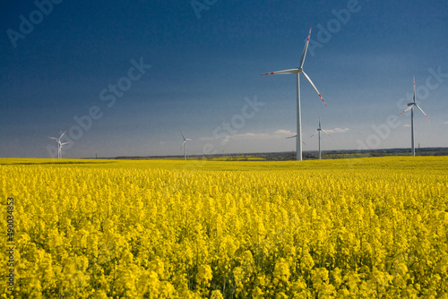  calm minimalistic yellow spring rape field against a blue cloudless idyllic peace sky colors of the ukrainian flag