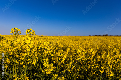  calm minimalistic yellow spring rape field against a blue cloudless idyllic peace sky colors of the ukrainian flag