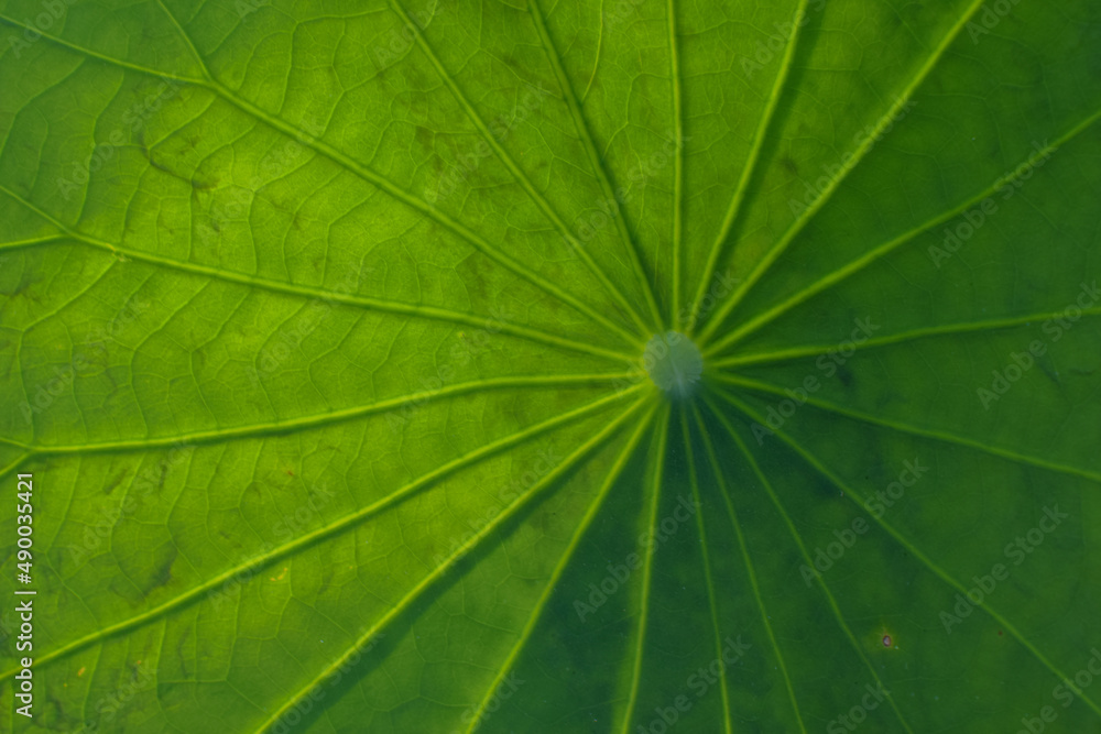 Texture on leaf Texture on leaf