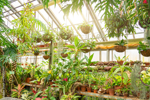 Tropical greenhouse with various types of plants.