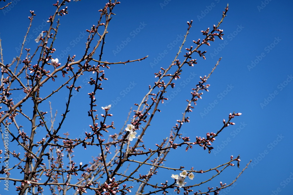 Branches d'amandier en fleur et ciel bleu. Branches d'amandier en fleur et ciel bleu.