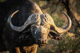 Die mächtigen Hörner eines männlichen Büffels (Cape Buffalo)  im Kruger Nationalpark in der Nahaufnahme, Südafrika