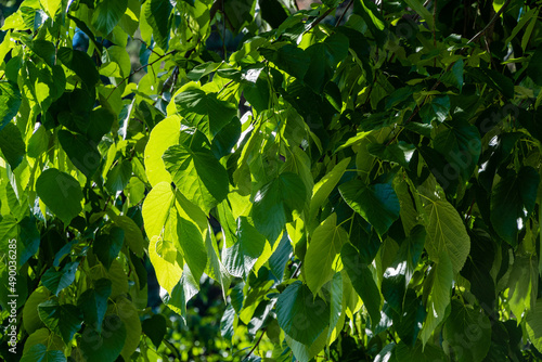 Linden Tilia caucasica in Adler arboretum 