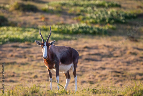 Eine einzelner Bontebok Bock steht mit seinen Hörnern, seinem weißen Streifen im Gesicht in der Savanne des De Hoop Nature Reserves in Südafrika südlich der Garden Route photo