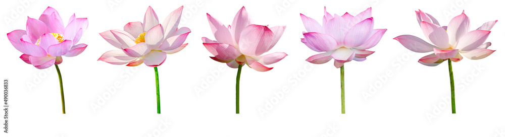 Lotus flower collections isolated on white background. File contains with clipping path.