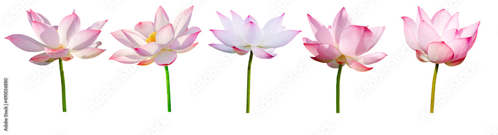 Lotus flower collections isolated on white background. File contains with clipping path.
