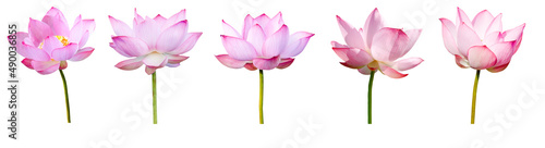 Lotus flower collections isolated on white background. File contains with clipping path.