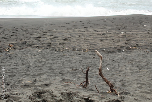dead tree on the beach © faridan