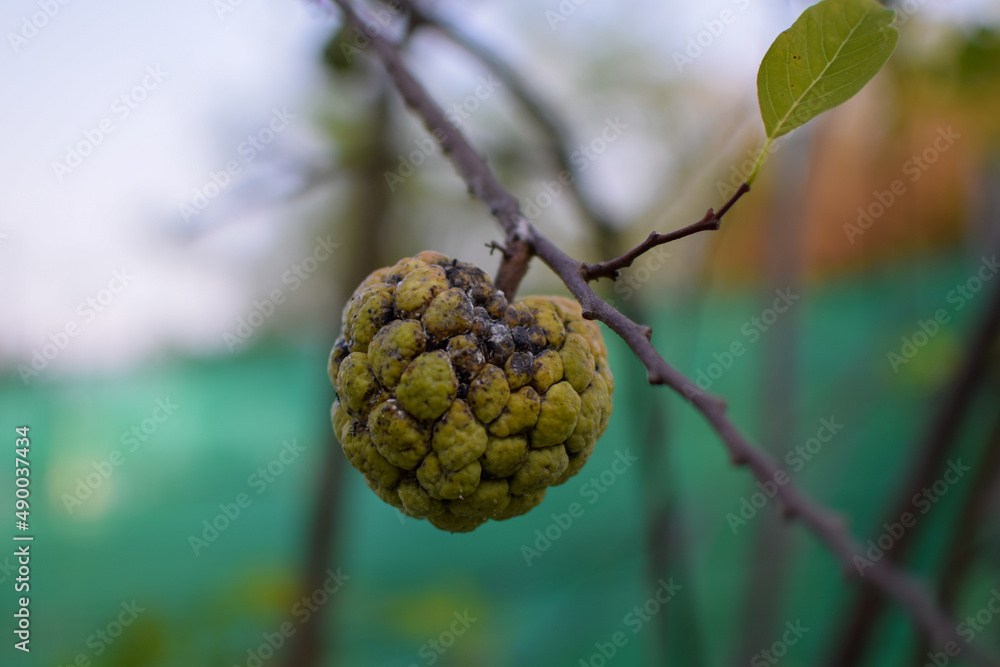 Sugar Apple, Custard Apple on tree Sugar Apple, Custard Apple on tree