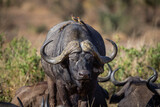 Ein männlicher Büffel in einer kleineren Gruppe von Cape Buffalos trägt entspannt auf seinem Rücken zwei Vögel im Kruger Nationalpark, Südafrika