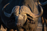 Porträtaufnahme eines riesigen Büffels (Cape Buffalo), Kruger Nationalpark, Südafrika