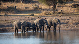 Ein großer Familienverbund von Elefanten steht in einer Reihe am Ufer eines Flusses im Kruger Nationalpark und trinkt Wasser