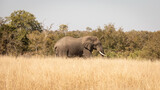 Ein großer Elefantenbulle mit riesigen Stoßzähnen streift alleine durch das hohe, gelbe Gras der Savanne im Kruger Nationalpark Südafrikas