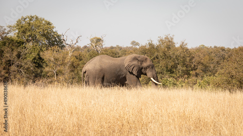 Ein großer Elefantenbulle mit riesigen Stoßzähnen streift alleine durch das hohe, gelbe Gras der Savanne im Kruger Nationalpark Südafrikas photo