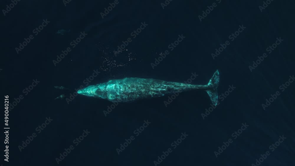 Incredible moment of Common Dolphins bow riding in front of a Gray Whale during the southern migration to Mexico. Incredible moment of Common Dolphins bow riding in front of a Gray Whale during the southern migration to Mexico.