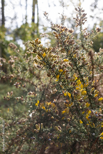 Ulex shrub, Parque ambiental do Buçaquinho, Esmoriz, Portugal
