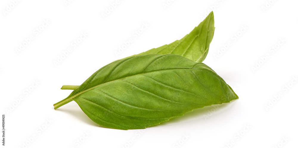 Fototapeta premium Fresh organic Basil Leaves, isolated on white background.
