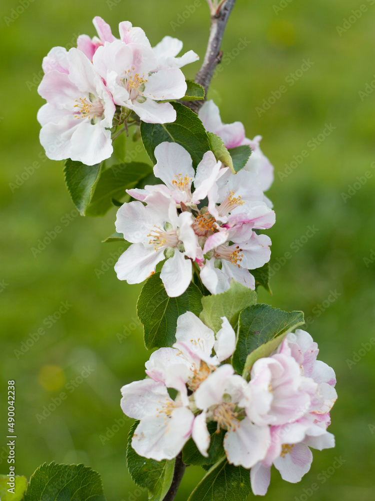 Bramley seedling apple trees blooming in the young orchard in Scotland. Traditional cooking apple variety. Bramley seedling apple trees blooming in the young orchard in Scotland. Traditional cooking apple variety.