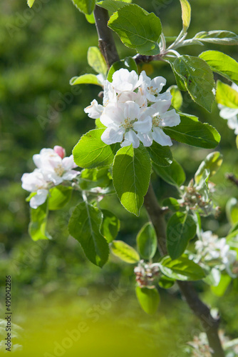 Apple blossom in the fruit orchard -  delicate pale pink flowers on the tree branches.