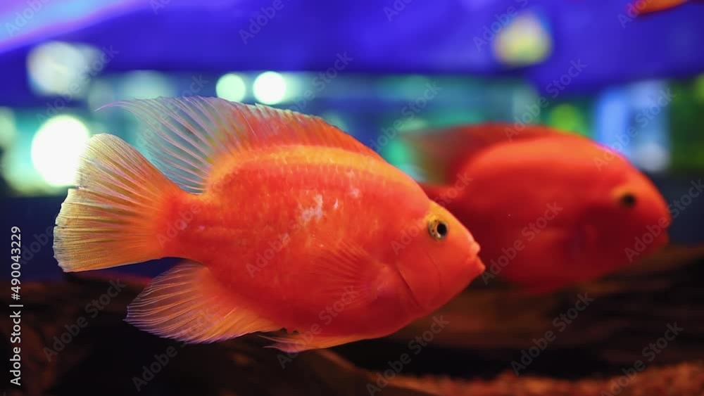 aquarium with tropical red fish swimming in the aquarium in search of food aquarium with tropical red fish swimming in the aquarium in search of food