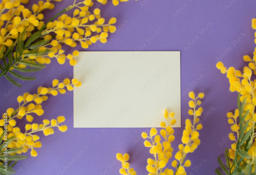 Ταπετσαρία Branches of a beautiful mimosa and with a blank card on a purple background