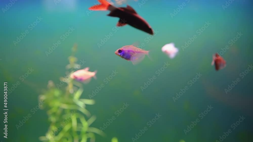 small colorful tropical fish swim in a backlit aquarium small colorful tropical fish swim in a backlit aquarium