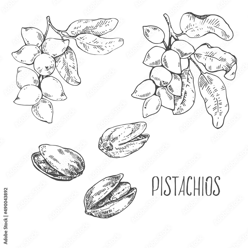 Fototapeta premium Hand drawn vector pistachios nut cores, shell