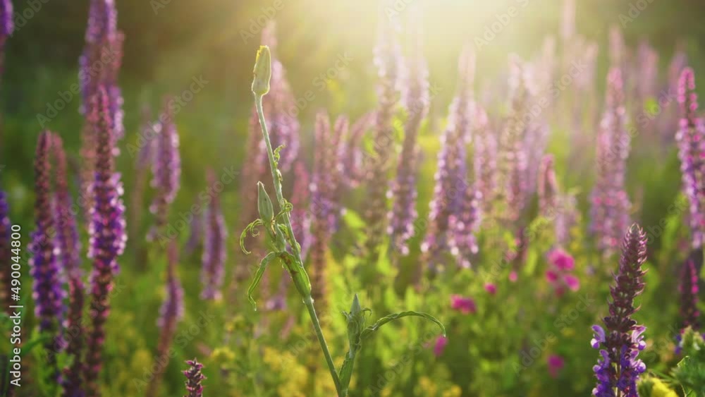 Summer field in sunrise sun. Hello spring. Beautiful meadow with salvia wildflowers and herbs over sunset, close up, selective focus. Summer field in sunrise sun. Hello spring. Beautiful meadow with salvia wildflowers and herbs over sunset, close up, selective focus.